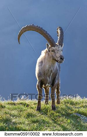 Stock Image - Alpine Ibex (Capra ibex), frontal, Mont Blanc massif, Chamonix, France, Europe. Fotosearch