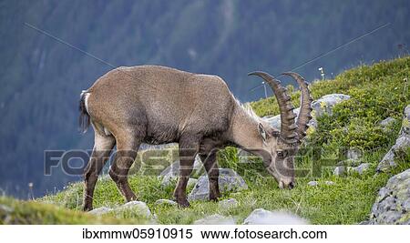 Stock Photography - Alpine Ibex (Capra ibex), grazing, Mont Blanc massif, Chamonix, France, Europe. Fotosearch