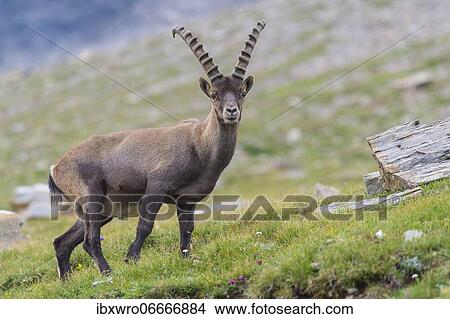 Alpine Ibex (Capra ibex), ibex, mountain, Alps, Hohe Tauern National Park, Austria, Europe View Large Photo Image Picture - Alpine Ibex (Capra ibex), ibex, mountain, Alps, Hohe Tauern National Park, Austria, Europe. Fotosearch