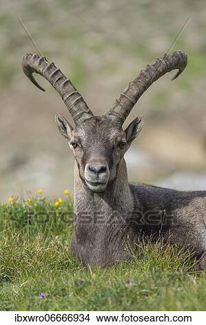 Alpine Ibex (Capra ibex), ibex, portrait, mountain, Alps, Hohe Tauern National Park, Austria, Europe View Large Photo Image Picture - Alpine Ibex (Capra ibex), ibex, portrait, mountain, Alps, Hohe Tauern National Park, Austria, Europe. Fotosearch