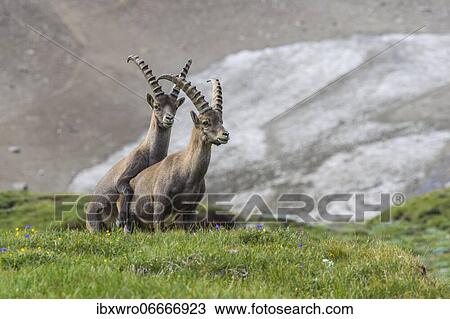 Alpine Ibex (Capra ibex), ibex, mountain, Alps, Hohe Tauern National Park, Austria, Europe View Large Photo Image Stock Image - Alpine Ibex (Capra ibex), ibex, mountain, Alps, Hohe Tauern National Park, Austria, Europe. Fotosearch