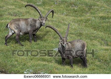 Alpine Ibex (Capra ibex), ibex, mountain, Alps, Hohe Tauern National Park, Austria, Europe View Large Photo Image Stock Image - Alpine Ibex (Capra ibex), ibex, mountain, Alps, Hohe Tauern National Park, Austria, Europe. Fotosearch