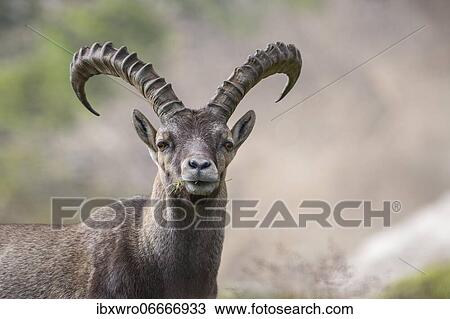 Alpine Ibex (Capra ibex), ibex, portrait, mountain, Alps, Hohe Tauern National Park, Austria, Europe View Large Photo Image Stock Image - Alpine Ibex (Capra ibex), ibex, portrait, mountain, Alps, Hohe Tauern National Park, Austria, Europe. Fotosearch