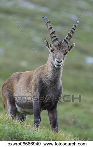 Alpine Ibex (Capra ibex), ibex, mountain, Alps, Hohe Tauern National Park, Austria, Europe View Large Photo Image Stock Image - Alpine Ibex (Capra ibex), ibex, mountain, Alps, Hohe Tauern National Park, Austria, Europe. Fotosearch