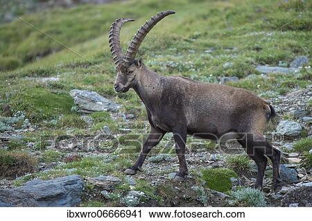 Alpine Ibex (Capra ibex), ibex, mountain, Alps, Hohe Tauern National Park, Austria, Europe View Large Photo Image Stock Image - Alpine Ibex (Capra ibex), ibex, mountain, Alps, Hohe Tauern National Park, Austria, Europe. Fotosearch