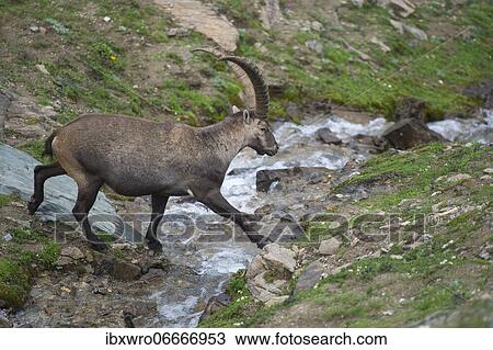 Alpine Ibex (Capra ibex), ibex, mountain, Alps, Hohe Tauern National Park, Austria, Europe View Large Photo Image Stock Image - Alpine Ibex (Capra ibex), ibex, mountain, Alps, Hohe Tauern National Park, Austria, Europe. Fotosearch