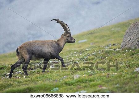 Alpine Ibex (Capra ibex), ibex, mountain, Alps, Hohe Tauern National Park, Austria, Europe View Large Photo Image Stock Photo - Alpine Ibex (Capra ibex), ibex, mountain, Alps, Hohe Tauern National Park, Austria, Europe. Fotosearch