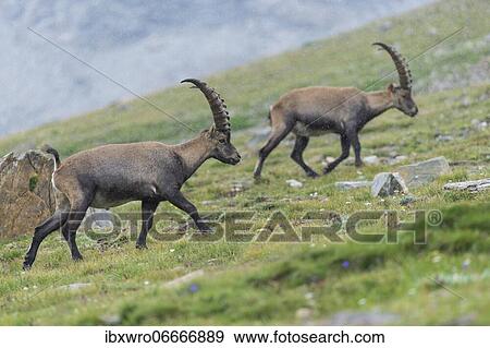 Alpine Ibex (Capra ibex), ibex, mountain, Alps, Hohe Tauern National Park, Austria, Europe View Large Photo Image Stock Photo - Alpine Ibex (Capra ibex), ibex, mountain, Alps, Hohe Tauern National Park, Austria, Europe. Fotosearch