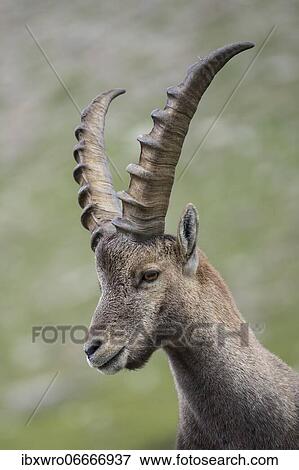 Alpine Ibex (Capra ibex), ibex, portrait, mountain, Alps, Hohe Tauern National Park, Austria, Europe View Large Photo Image Stock Photo - Alpine Ibex (Capra ibex), ibex, portrait, mountain, Alps, Hohe Tauern National Park, Austria, Europe. Fotosearch
