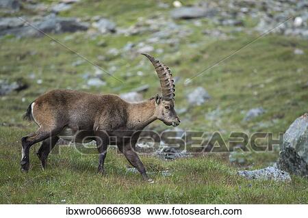 Alpine Ibex (Capra ibex), ibex, mountain, Alps, Hohe Tauern National Park, Austria, Europe View Large Photo Image Stock Photo - Alpine Ibex (Capra ibex), ibex, mountain, Alps, Hohe Tauern National Park, Austria, Europe. Fotosearch