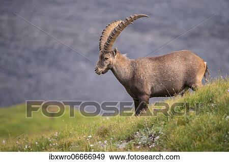 Alpine Ibex (Capra ibex), ibex, mountain, Alps, Hohe Tauern National Park, Austria, Europe View Large Photo Image Stock Photo - Alpine Ibex (Capra ibex), ibex, mountain, Alps, Hohe Tauern National Park, Austria, Europe. Fotosearch