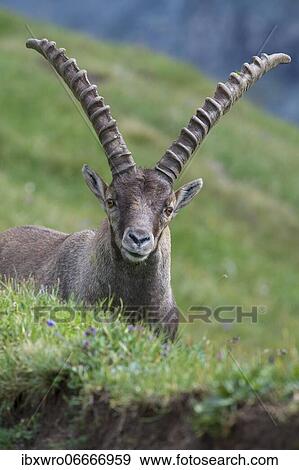 Alpine Ibex (Capra ibex), ibex, portrait, mountain, Alps, Hohe Tauern National Park, Austria, Europe View Large Photo Image Stock Photo - Alpine Ibex (Capra ibex), ibex, portrait, mountain, Alps, Hohe Tauern National Park, Austria, Europe. Fotosearch