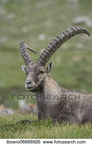Alpine Ibex (Capra ibex), ibex, portrait, mountain, Alps, Hohe Tauern National Park, Austria, Europe View Large Photo Image Stock Photograph - Alpine Ibex (Capra ibex), ibex, portrait, mountain, Alps, Hohe Tauern National Park, Austria, Europe. Fotosearch