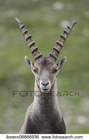 Alpine Ibex (Capra ibex), ibex, portrait, mountain, Alps, Hohe Tauern National Park, Austria, Europe View Large Photo Image Stock Photograph - Alpine Ibex (Capra ibex), ibex, portrait, mountain, Alps, Hohe Tauern National Park, Austria, Europe. Fotosearch