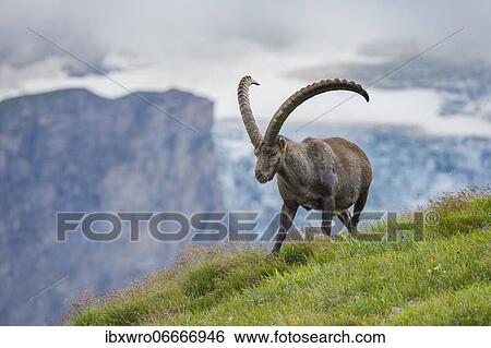 Alpine Ibex (Capra ibex), ibex, mountain, Alps, Hohe Tauern National Park, Austria, Europe View Large Photo Image Stock Photograph - Alpine Ibex (Capra ibex), ibex, mountain, Alps, Hohe Tauern National Park, Austria, Europe. Fotosearch