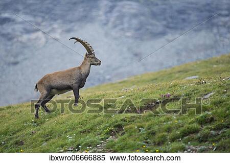 Alpine Ibex (Capra ibex), ibex, mountain, Alps, Hohe Tauern National Park, Austria, Europe View Large Photo Image Stock Photography - Alpine Ibex (Capra ibex), ibex, mountain, Alps, Hohe Tauern National Park, Austria, Europe. Fotosearch