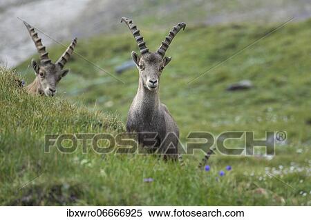 Alpine Ibex (Capra ibex), ibex, mountain, Alps, Hohe Tauern National Park, Austria, Europe View Large Photo Image Stock Photography - Alpine Ibex (Capra ibex), ibex, mountain, Alps, Hohe Tauern National Park, Austria, Europe. Fotosearch