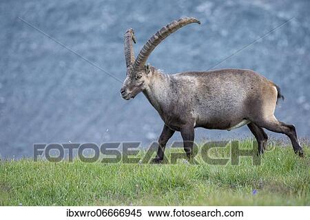 Alpine Ibex (Capra ibex), ibex, mountain, Alps, Hohe Tauern National Park, Austria, Europe View Large Photo Image Stock Photography - Alpine Ibex (Capra ibex), ibex, mountain, Alps, Hohe Tauern National Park, Austria, Europe. Fotosearch