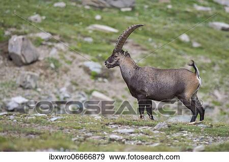 Stock Photo - Alpine Ibex (Capra ibex) in a boulder field, ibex, mountain, Alps, Hohe Tauern National Park, Austria, Europe. Fotosearch