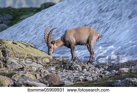 Alpine Ibex (Capra ibex) in front of Snowfield, Mont Blanc Massif, Chamonix, France, Europe View Large Photo Image Stock Image - Alpine Ibex (Capra ibex) in front of Snowfield, Mont Blanc Massif, Chamonix, France, Europe. Fotosearch