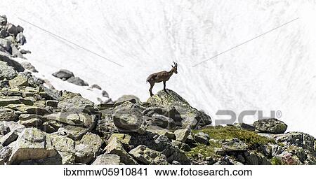 Alpine Ibex (Capra ibex) in front of Snowfield, Mont Blanc Massif, Chamonix, France, Europe View Large Photo Image Stock Image - Alpine Ibex (Capra ibex) in front of Snowfield, Mont Blanc Massif, Chamonix, France, Europe. Fotosearch