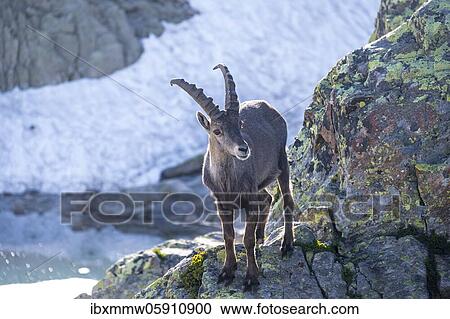 Alpine Ibex (Capra ibex) in rock, Mont Blanc massif, Chamonix, France, Europe View Large Photo Image Stock Image - Alpine Ibex (Capra ibex) in rock, Mont Blanc massif, Chamonix, France, Europe. Fotosearch