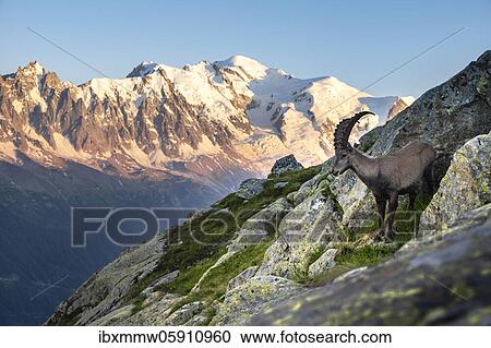 Alpine Ibex (Capra ibex) in rocky terrain, rear mountain peak Grandes Jorasses, Mont Blanc massif, Chamonix, France, Europe View Large Photo Image Stock Image - Alpine Ibex (Capra ibex) in rocky terrain, rear mountain peak Grandes Jorasses, Mont Blanc massif, Chamonix, France, Europe. Fotosearch