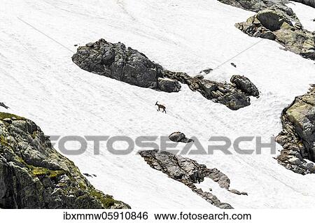 Alpine Ibex (Capra ibex) in snowfield, Mont Blanc massif, Chamonix, France, Europe View Large Photo Image Stock Photograph - Alpine Ibex (Capra ibex) in snowfield, Mont Blanc massif, Chamonix, France, Europe. Fotosearch
