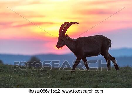 Stock Image - Alpine Ibex (Capra ibex), in the sunset, Creux du Van, Neuchâtel, Switzerland, Europe. Fotosearch