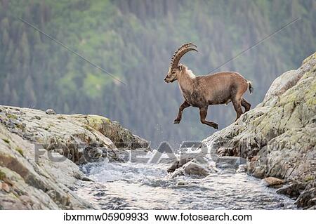 Alpine Ibex (Capra ibex) jumping over a mountain stream, Mont Blanc massif, Chamonix, France, Europe View Large Photo Image Stock Image - Alpine Ibex (Capra ibex) jumping over a mountain stream, Mont Blanc massif, Chamonix, France, Europe. Fotosearch