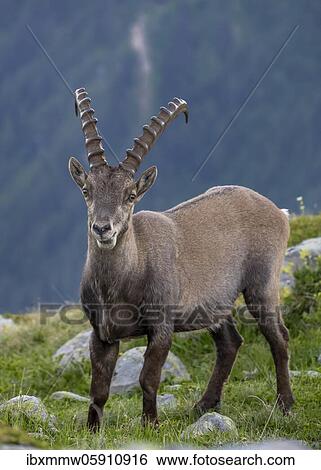 Alpine Ibex (Capra ibex), looking into the camera, Mont Blanc massif, Chamonix, France, Europe View Large Photo Image Stock Photograph - Alpine Ibex (Capra ibex), looking into the camera, Mont Blanc massif, Chamonix, France, Europe. Fotosearch
