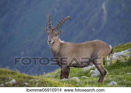 Alpine Ibex (Capra ibex) läuft über Fels, Mont Blanc Massif, Chamonix, France, Europe View Large Photo Image Picture - Alpine Ibex (Capra ibex) läuft über Fels, Mont Blanc Massif, Chamonix, France, Europe. Fotosearch
