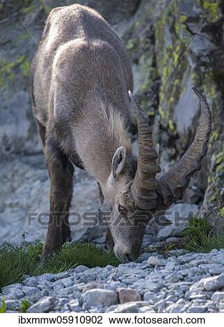 Alpine Ibex (Capra ibex) läuft über Fels, Mont Blanc Massif, Chamonix, France, Europe View Large Photo Image Stock Image - Alpine Ibex (Capra ibex) läuft über Fels, Mont Blanc Massif, Chamonix, France, Europe. Fotosearch