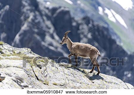 Stock Photo - Alpine Ibex (Capra ibex) läuft über Fels, Mont Blanc Massif, Chamonix, France, Europe. Fotosearch
