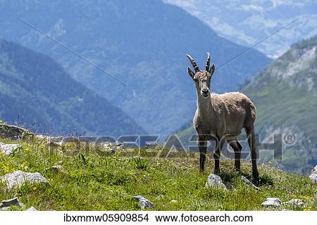 Picture - Alpine Ibex (Capra ibex), Mont Blanc Massif, Chamonix, France, Europe. Fotosearch