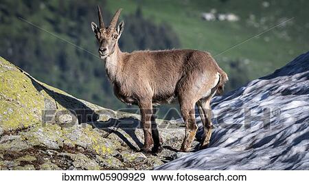 Alpine Ibex (Capra ibex), Mont Blanc Massif, Chamonix, France, Europe View Large Photo Image Stock Photo - Alpine Ibex (Capra ibex), Mont Blanc Massif, Chamonix, France, Europe. Fotosearch