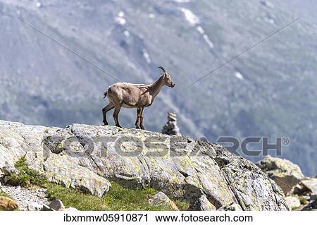 Alpine Ibex (Capra ibex) on rocks, Mont Blanc massif, Chamonix, France, Europe View Large Photo Image Stock Image - Alpine Ibex (Capra ibex) on rocks, Mont Blanc massif, Chamonix, France, Europe. Fotosearch