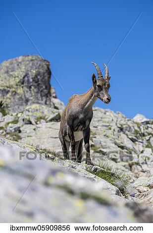 Alpine Ibex (Capra ibex) on rocks, looking down, Mont Blanc massif, Chamonix, France, Europe View Large Photo Image Stock Photograph - Alpine Ibex (Capra ibex) on rocks, looking down, Mont Blanc massif, Chamonix, France, Europe. Fotosearch