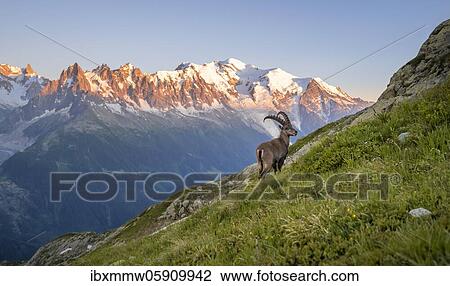 Alpine Ibex (Capra ibex) on the mountainside, in the back mountain range Grandes Jorasses and Mont Blanc in the evening light, Mont Blanc massif, Chamonix, France, Europe View Large Photo Image Stock Image - Alpine Ibex (Capra ibex) on the mountainside, in the back mountain range Grandes Jorasses and Mont Blanc in the evening light, Mont Blanc massif, Chamonix, France, Europe. Fotosearch