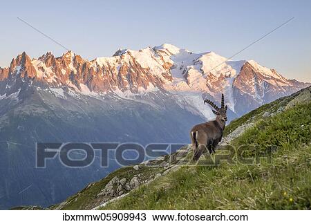 Stock Image - Alpine Ibex (Capra ibex) on the mountainside, in the back mountain range Grandes Jorasses and Mont Blanc in the evening light, Mont Blanc massif, Chamonix, France, Europe. Fotosearch
