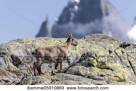 Stock Photo - Alpine Ibex (Capra ibex) running on rock, Mont Blanc massif, Chamonix, France, Europe. Fotosearch
