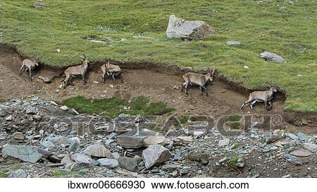 Alpine Ibex (Capra ibex) scrubs its fur, ibex, mountain, Alps, Hohe Tauern National Park, Austria, Europe View Large Photo Image Stock Image - Alpine Ibex (Capra ibex) scrubs its fur, ibex, mountain, Alps, Hohe Tauern National Park, Austria, Europe. Fotosearch