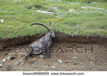 Alpine Ibex (Capra ibex) scrubs its fur, ibex, mountain, Alps, Hohe Tauern National Park, Austria, Europe View Large Photo Image Stock Photo - Alpine Ibex (Capra ibex) scrubs its fur, ibex, mountain, Alps, Hohe Tauern National Park, Austria, Europe. Fotosearch