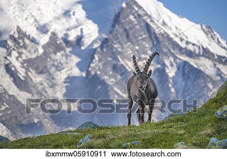 Stock Image - Alpine Ibex (Capra ibex), snow-covered mountain peaks behind, Mont Blanc massif, Chamonix, France, Europe. Fotosearch