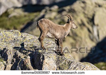 Alpine Ibex (Capra ibex) standing on rock, Mont Blanc massif, Chamonix, France, Europe View Large Photo Image Stock Photo - Alpine Ibex (Capra ibex) standing on rock, Mont Blanc massif, Chamonix, France, Europe. Fotosearch