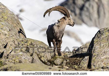 Stock Photo - Alpine Ibex (Capra ibex) standing on rock, Mont Blanc massif, Chamonix, France, Europe. Fotosearch