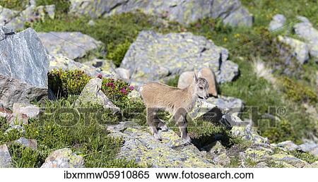 Stock Photography - Alpine Ibex (Capra ibex), young running over rocks, Mont Blanc massif, Chamonix, France, Europe. Fotosearch