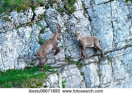 Alpine Ibexes (Capra ibex), fighting on steep rock face, Creux du Van, Neuchâtel, Switzerland, Europe View Large Photo Image Stock Image - Alpine Ibexes (Capra ibex), fighting on steep rock face, Creux du Van, Neuchâtel, Switzerland, Europe. Fotosearch