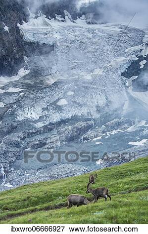 Alpine Ibexes (Capra ibex) in front of the glacier ice of the Pasterze, ibex, mountain, Alps, Hohe Tauern National Park, Austria, Europe View Large Photo Image Stock Photo - Alpine Ibexes (Capra ibex) in front of the glacier ice of the Pasterze, ibex, mountain, Alps, Hohe Tauern National Park, Austria, Europe. Fotosearch