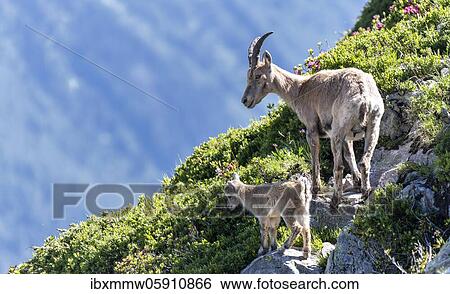 Alpine Ibexes (Capra ibex), mother with young on rocks, Mont Blanc massif, Chamonix, France, Europe View Large Photo Image Stock Photograph - Alpine Ibexes (Capra ibex), mother with young on rocks, Mont Blanc massif, Chamonix, France, Europe. Fotosearch